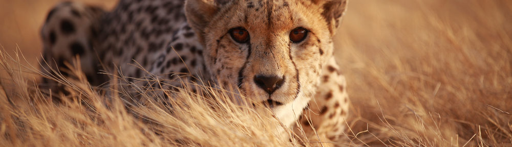 a cheetah ready to pounce